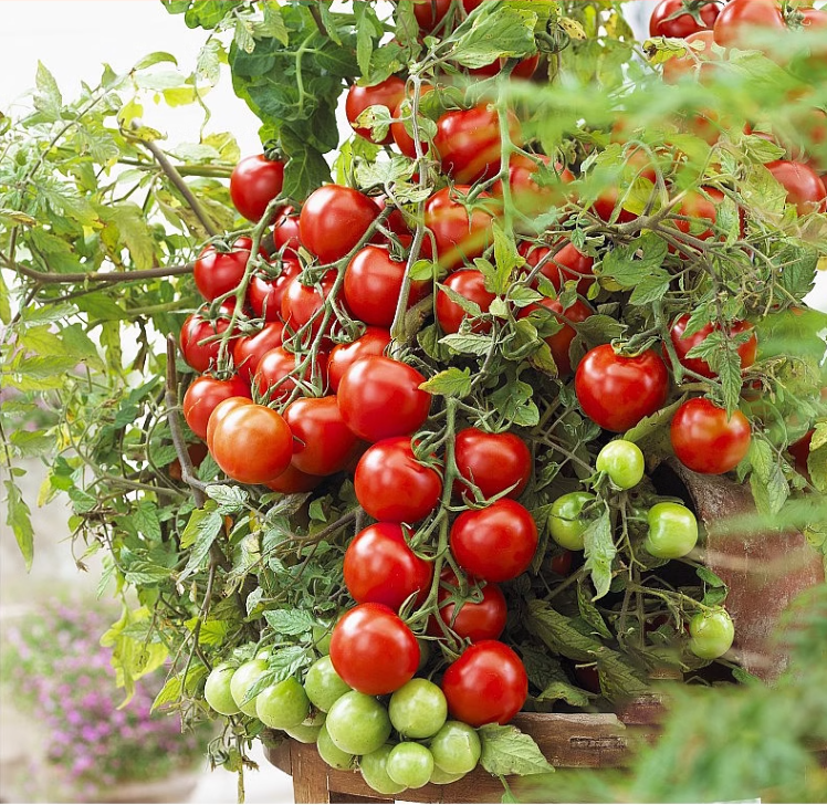 🔥Last Day Promotion 50% OFF🔥Colorful Dwarf Tomatoes-Four Seasons Potted Plants