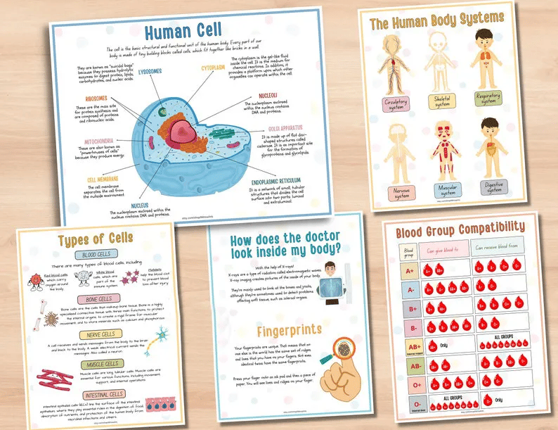 🧒Human Anatomy Busy Book