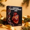 🔥Last Day 50% OFF -🎄2025 Anatomy Advent Calendar