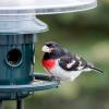 💥New Spring 2023-70% OFF💥100% Squirrel-Proof Bird Feeder-Buy 2 Free VIP Shipping