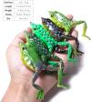 🔥Last Day Clearance Sale 60% OFF🔥Artificial Ultra-Realistic Frog Fishing Lure for Bass Fishing
