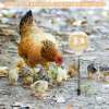 🔥LAST DAY 50% OFF 🐔Ultimate Chicken Peck Toy (2PCS)