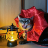 <strong>🎃Halloween Special 50% OFF</strong> 🦇Halloween Pet Cape Costumes Cosplay Vampire Cloak