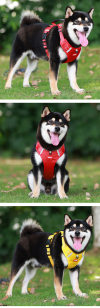 Vente chaude - 49% de réduction🔥Harnais anti-traction pour chien🐾🐾