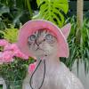 🌲Early Christmas Sale 50% Off😻Pet Summer Funnel Ear Fisherman's Hat, Buy 4 Get Extra 30% OFF & Free Shipping