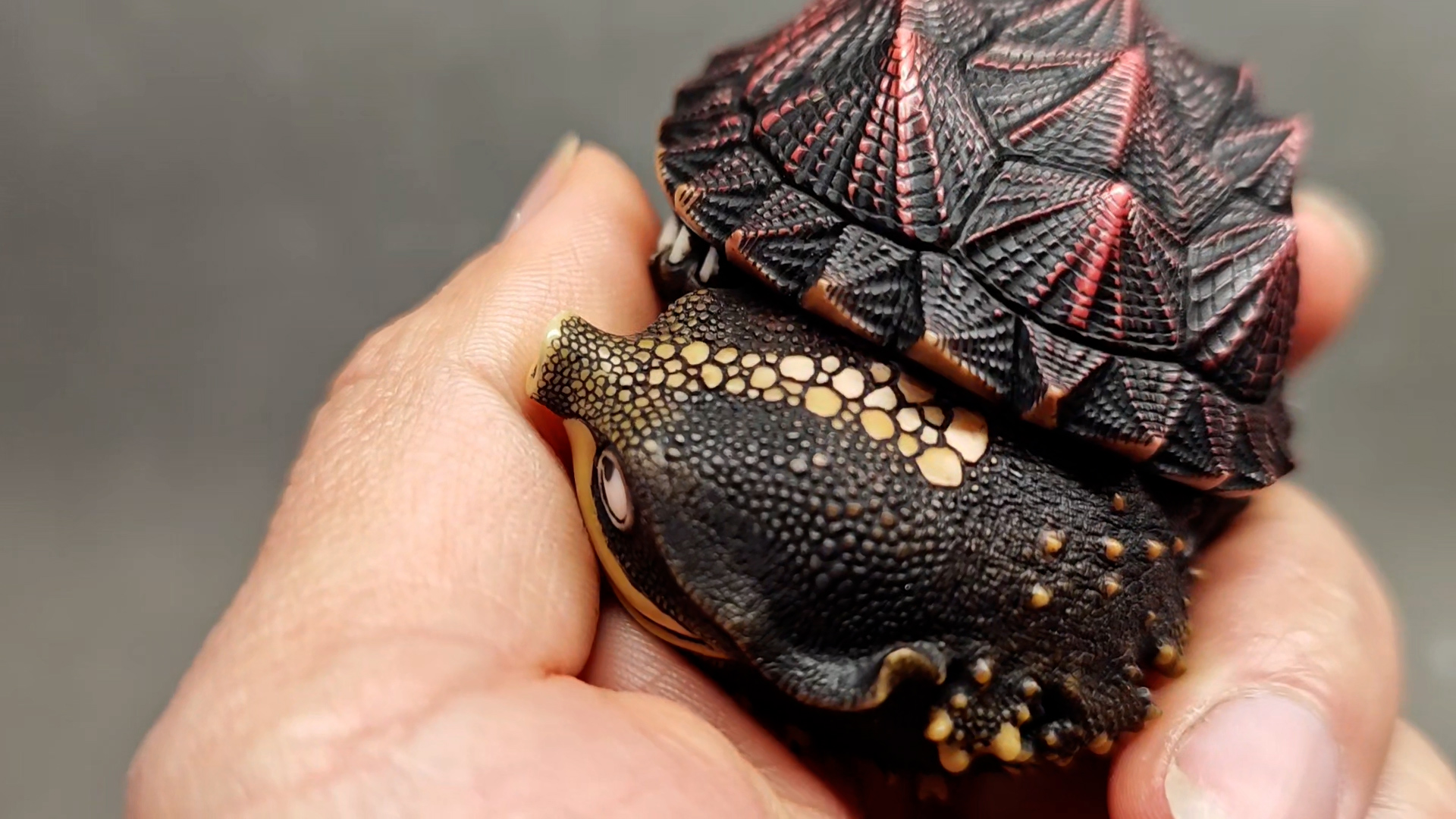 🐢✨Handcrafted Turtle- Map, Tortoise, Mata, and Spiny Turtles