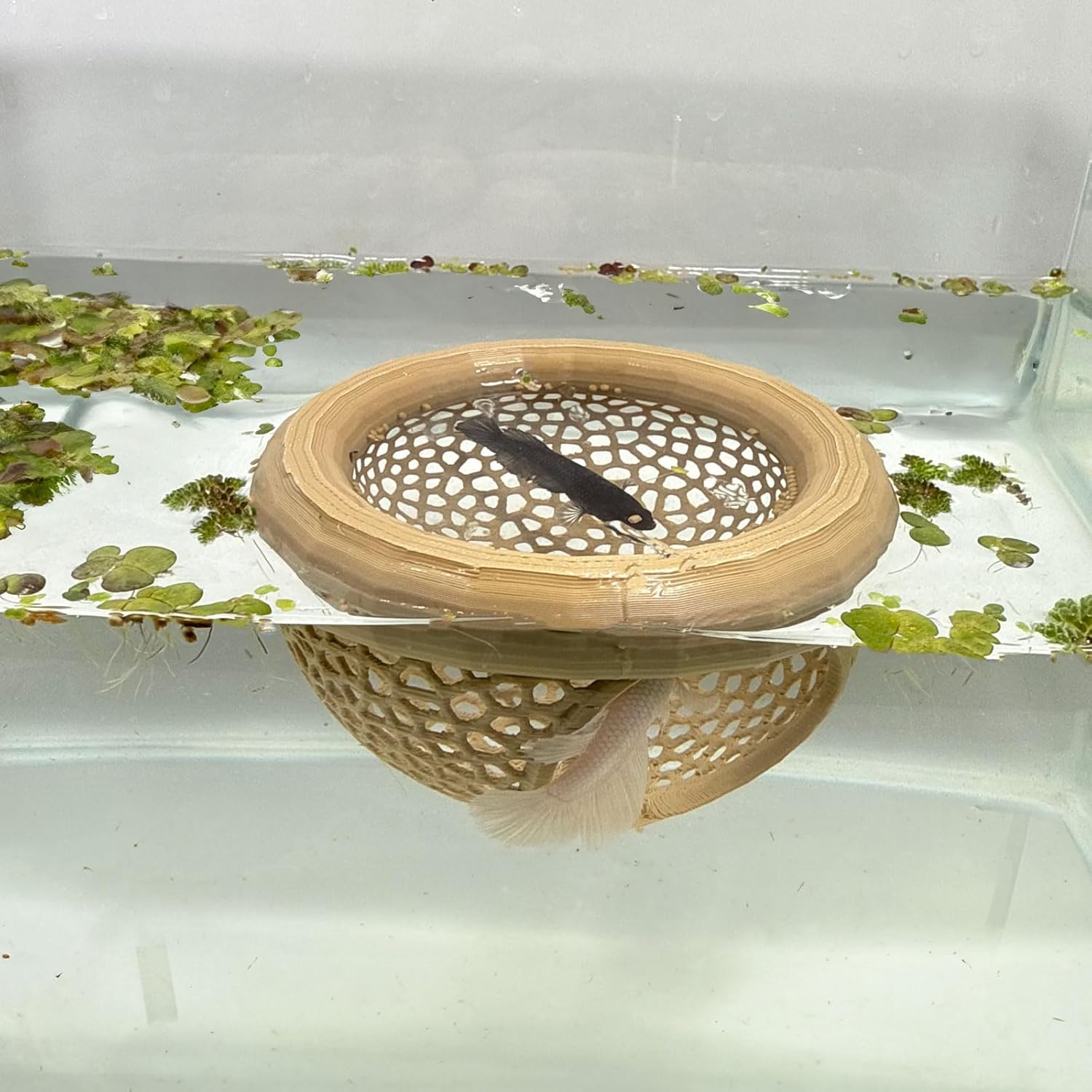 🔥Last Day: 50% OFF🐟Floating Betta Fish Skins