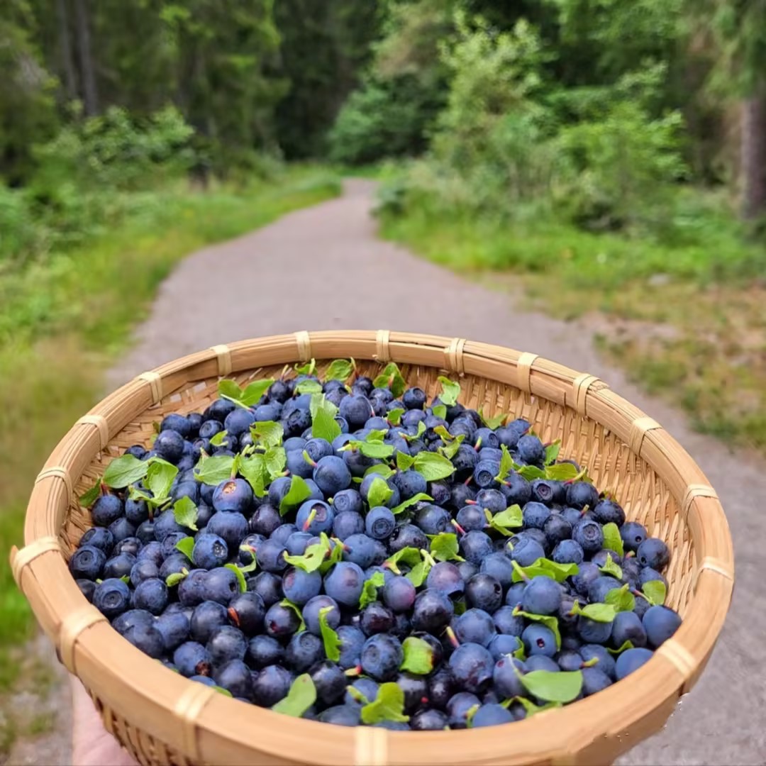 Last Day Sale 50% Off - 🔥Giant Blueberry Fruit Seeds⚡Free shipping for three items