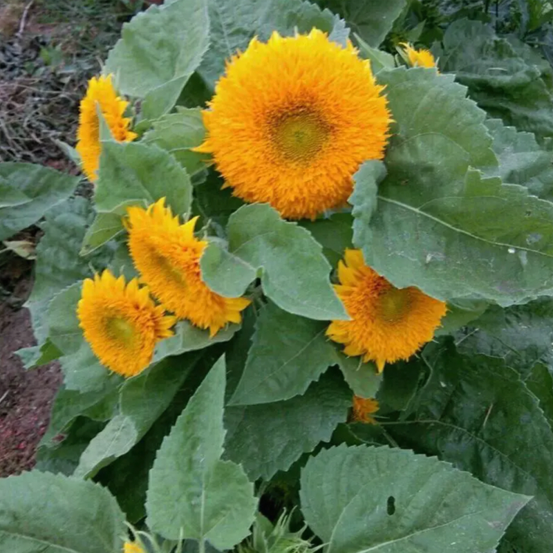 🔥Last Day Promotion 70% OFF - 🌼Teddy Bear Sunflower Seeds