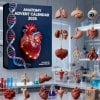 🔥Last Day 50% OFF -🎄2025 Anatomy Advent Calendar