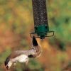 (🌲EARLY CHRISTMAS SALE - 50% OFF) 🔥Squirrel-Proof Bird Feeder