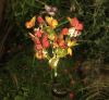 🦋LAST DAY SALE 50% OFF💥Solar Outdoor Butterfly Lights