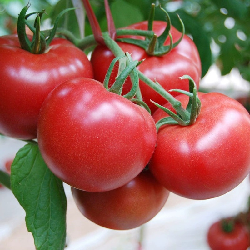 Last Day Sale 50% Off - 🔥Pink Tomato Seeds⚡Free shipping for three items