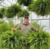💥$9.99 On Sale Today Only🌱UV Resistant Lifelike Artificial Boston Fern