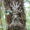 Elder Tree Spirit Statue