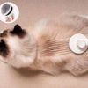 🔥(Last Day Promotion - Save 66% OFF) Self-Cleaning cat Brush  !!!!-🔥Buy More,Save More🔥