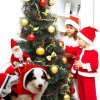 ⚡⚡Last Day Promotion 48% OFF -  Pet Christmas Clothes(🔥🔥BUY 2 FREE SHIPPING)