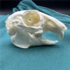 💀Natural Various types skull DIY specimen teaching model