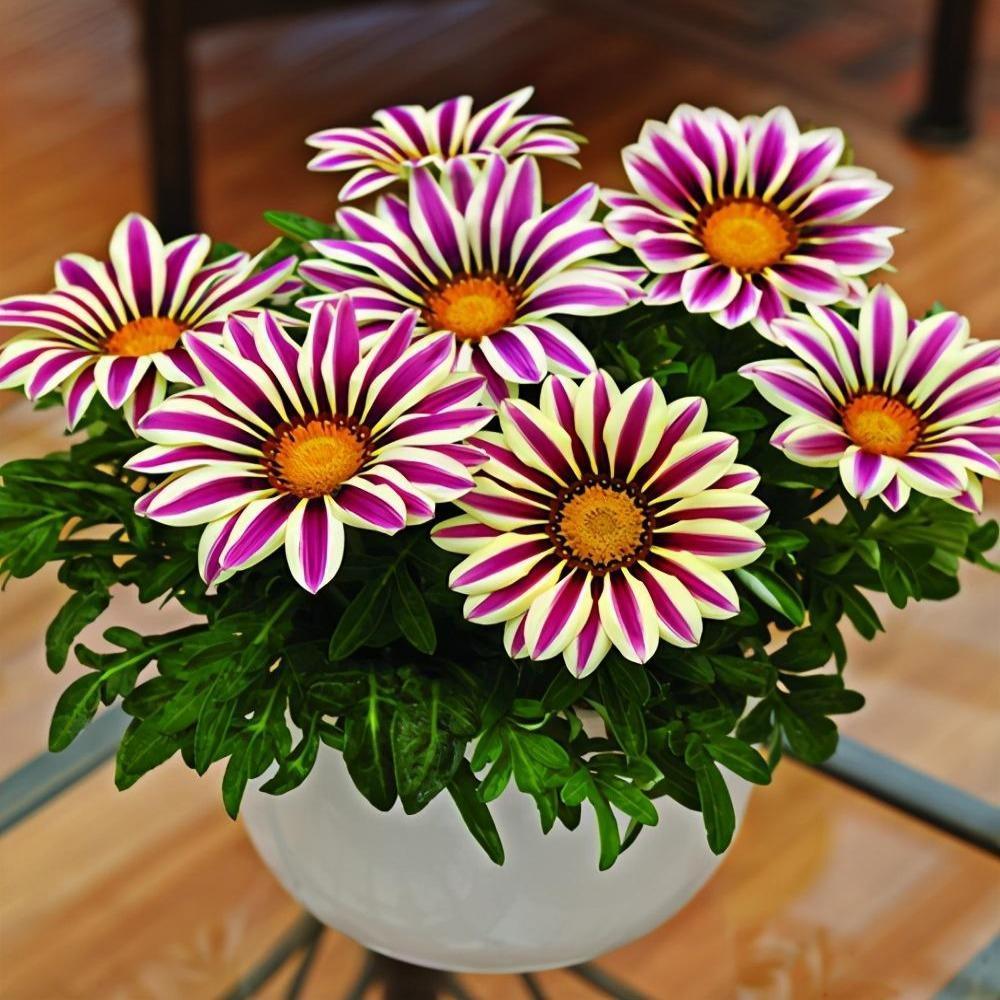 🔥Last Day Promotion 70% OFF - Medal Chrysanthemum Seeds - Flower of Glory
