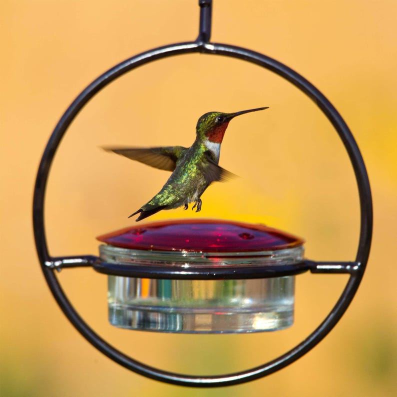 🐝Labor Day Deals: 50% OFF! Simple Slim Hummingbird Feeder