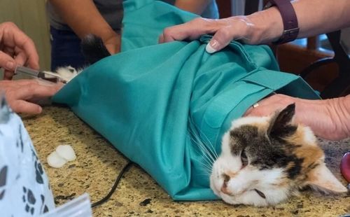 🔥Last Day Promotion 50% OFF🔥Cat Carrier Pouch⚡BUY 1 GET 1 FREE