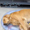 Pet Cooling Water Bed