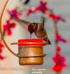 💝2023 Mother's Day Save 48% OFF🎁Bee-Proof Copper Hummingbird Feeder(BUY 3 GET FREE SHIPPING&EXTRA 20% OFF)