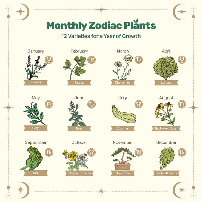 🔥LAST DAY 50% OFF💥Zodiac Seed Bank with Moon Calendar Gardening Gift 🌙 Moon-Guided Gardening Instructions Included