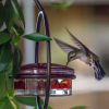 🎉 Last Day Promotion-49% OFF 🎉Hummble Slim Hummingbird Feeder