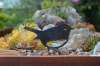 💕Memorial Day Sale: 50% OFF💕 My Rusty Critters •Garden Critters •Garden Ornament • Garden Metal Art