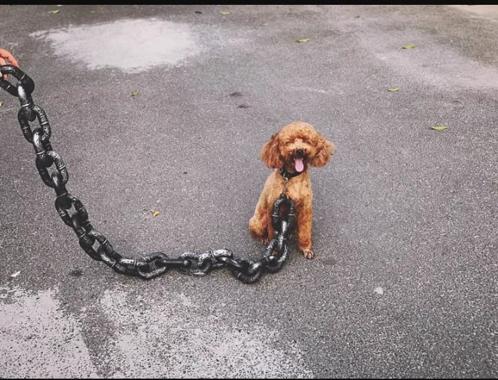 The Chain Paws