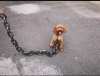 The Chain Paws