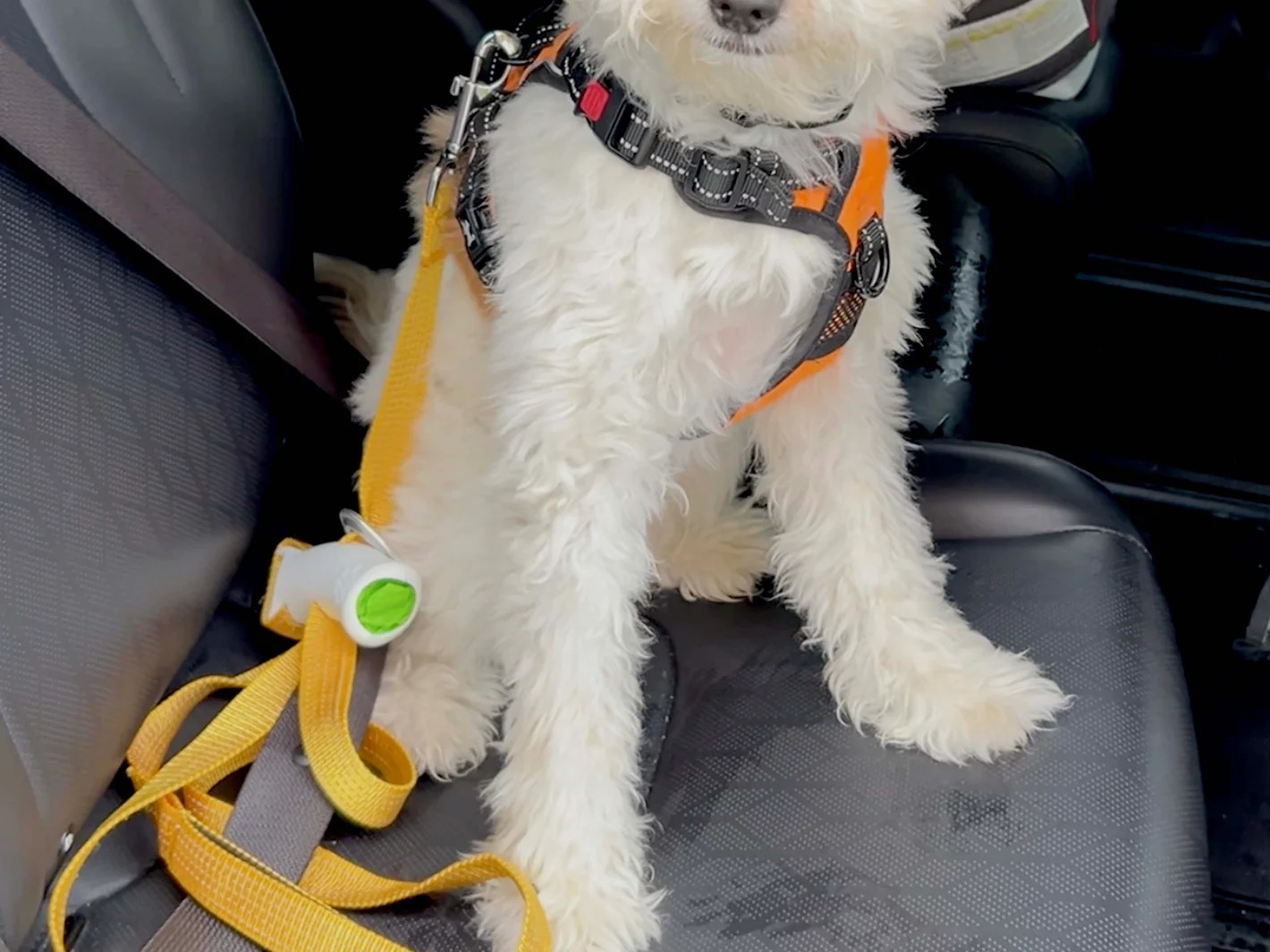 Last Day 49% OFF🔥Quick-Control Dog Leash