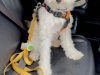 Last Day 49% OFF🔥Quick-Control Dog Leash