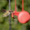 Last Day 70% 0FF-The best bird feeder