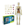🔥Last Day Promo 50% OFF🎉Human Body Assembly Toy-Buy 2 Get Free shipping