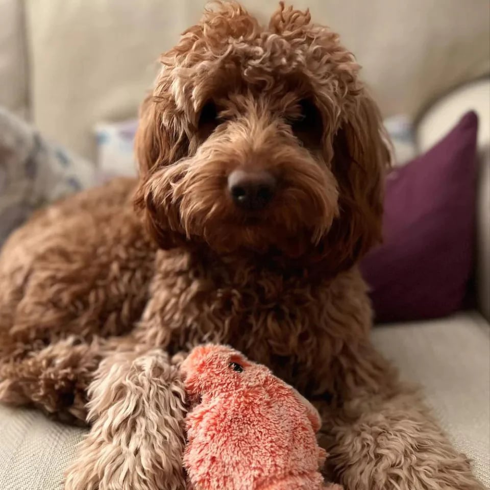 🔥Lobster Interactive Dog Toy