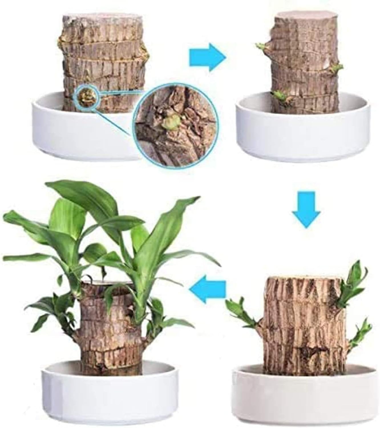 ⚡Last Day Sale - Lucky Brazil Wood Potted Plant