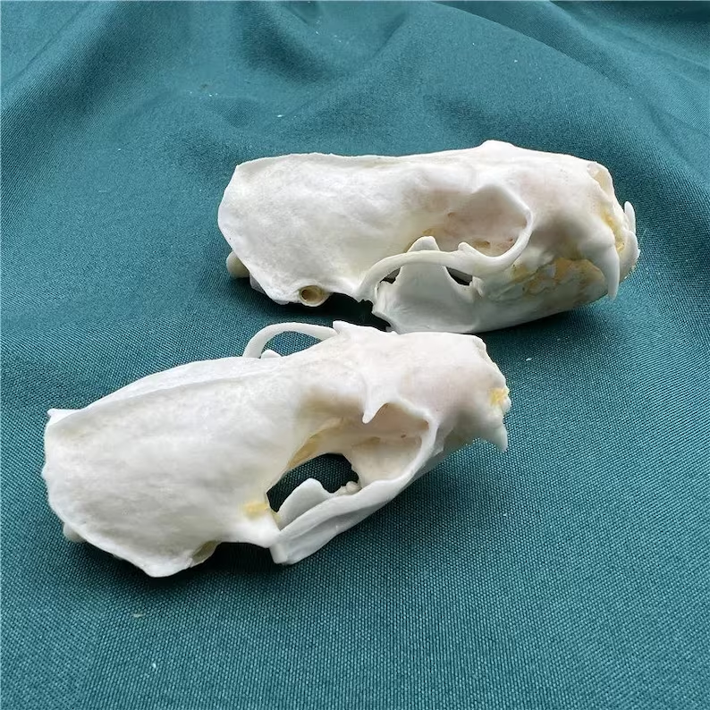 💀Natural Various types skull DIY specimen teaching model