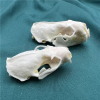 💀Natural Various types skull DIY specimen teaching model