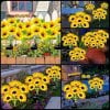 🌻Factory Direct Sales 49% Off🌞New for 2025 Solar LED Sunflower Garden Lights-29.6inch/74cm