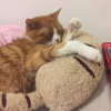 🔥This Week's Special Offer 49% OFF -Cat Lovely Cozy Pillow