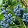 Last Day Sale 50% Off - 🔥Giant Blueberry Fruit Seeds⚡Free shipping for three items