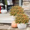 🎄Christmas Flash Sale-50% OFF-🔥Outdoor Artificial Flowers💐