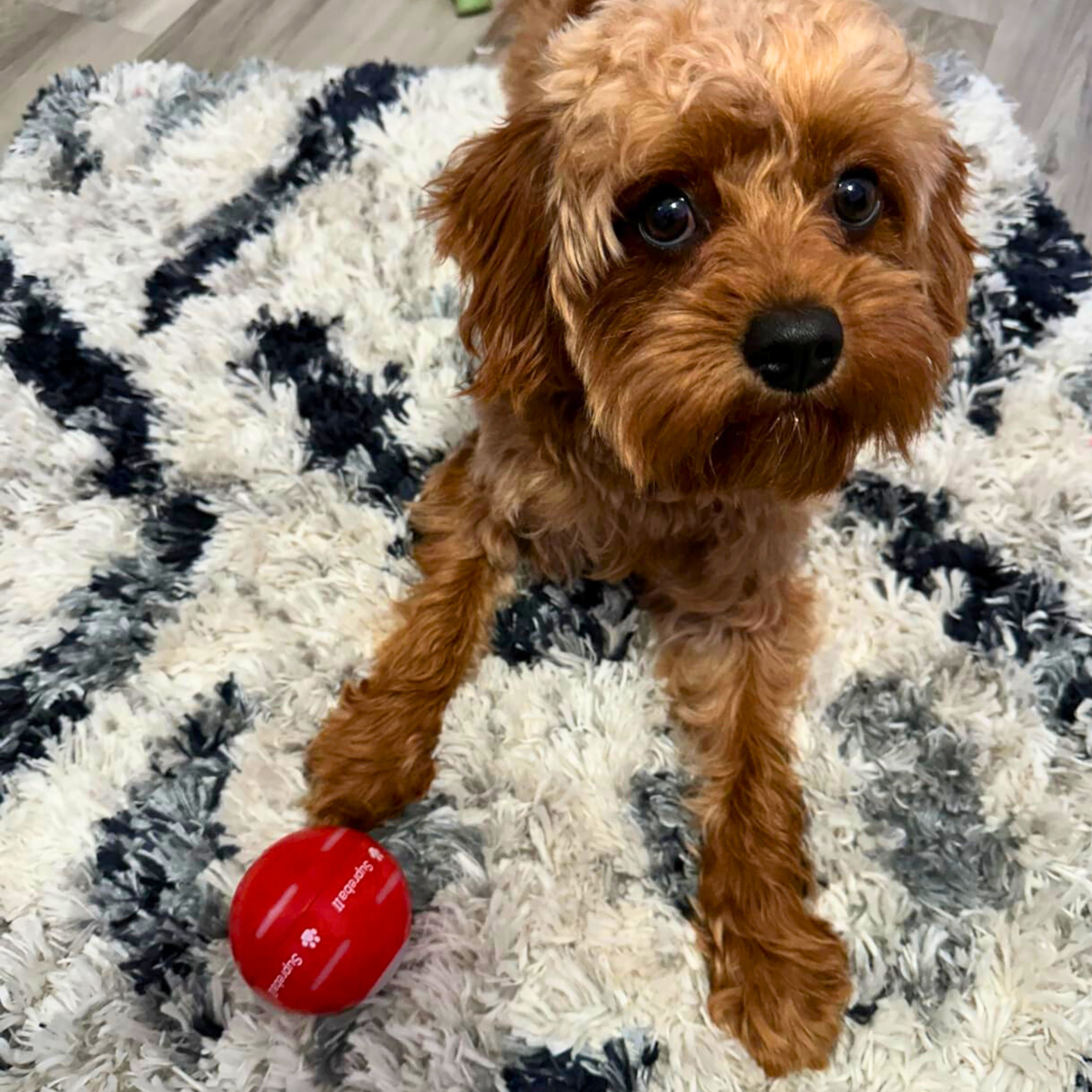 🔥LAST DAY SALE 70% OFF💥Chewie Viral Bouncing Ball