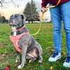 Last Day 49% OFF🔥Quick-Control Dog Leash