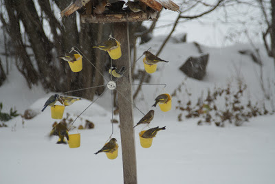 Ferris Wheel Bird Feeder