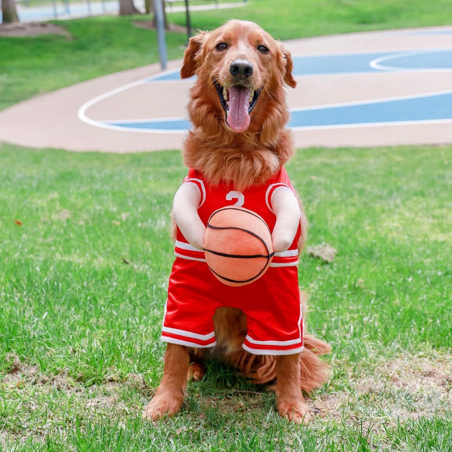 🔥Last Day Promotion - 60% OFF🎁🏀Basketball Dog Clothes