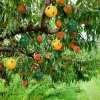 Hanging Environmental Friendly Fly Trap - Keep Your Home and Garden Fly-Free!