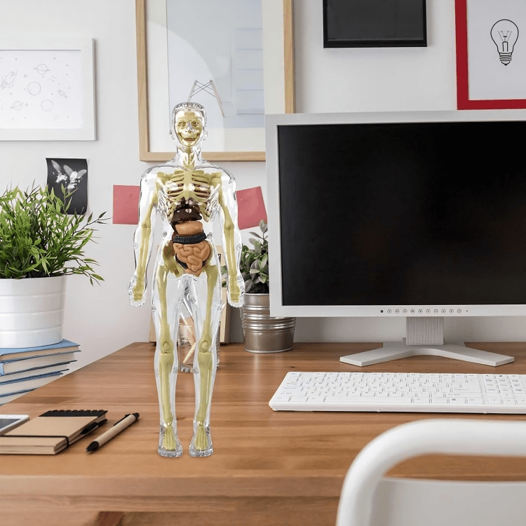 TikTok Last Day Promotion -60% OFF🎉Clear Human Body Structure Model